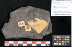 Foto (Objekt + Etikett) von Alethopteris serlii Brongniart (NHMW-GEO-2024-0188-10823)